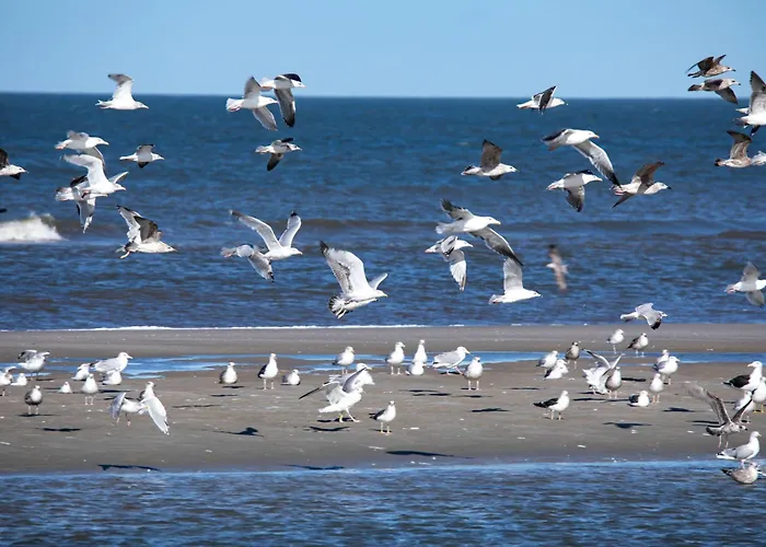 Miss Evans ユイスト